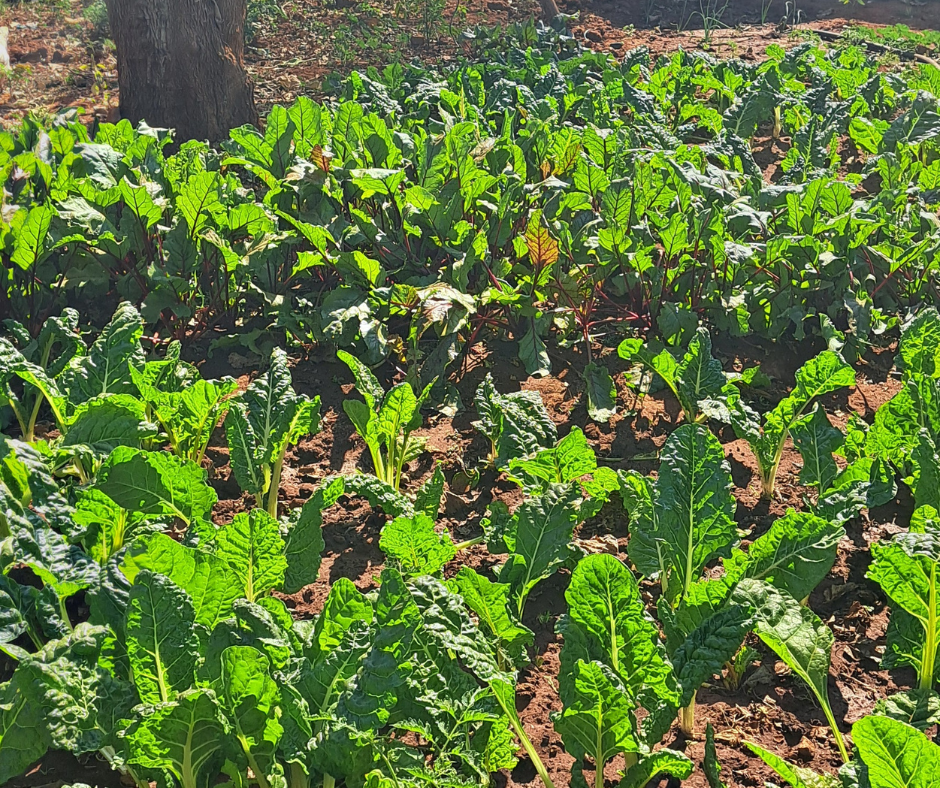 moestuin onverwacht zuid afrika